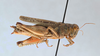CollectionObject 2765678; CNCI 311928, 031b8c4f-da92-4cd7-b775-43d01e37508b: Melanoplus rugglesi. Lateral view. (CollectionObject).