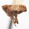 Habitus, lateral view: !! display not done !! on Protrocha orbiculata (Ball, 1935): (Observation).