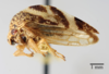 Habitus, lateral view on Cyrtolobus arcuatus (Emmons, 1855): (Observation).