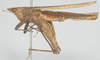 CollectionObject 1576827; 5663a596-0415-46b5-a2c1-6194da90a96d: female, lateral view (syntype). (CollectionObject).