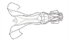 Dichroplus patruelis (Stål, 1861): Fig. 30. endophallus, dorsal view. (Otu).