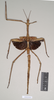 CollectionObject 1557422; NHMUK(SF IMPORT DUPLICATE) 844932, e94fdbb7-3471-47a7-b098-42da6785422b: copyright Natural History Museum, London. female (syntype). (CollectionObject).