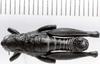 CollectionObject 1523965; 0a2ff2a5-db1f-4aa7-b95b-f78064f2795b: male, dorsal view (holotype). (CollectionObject).