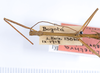 CollectionObject 1559372; 9f1f4bd7-cc3c-4514-9e2d-cd675de77069: copyright ANSP. male: head & thorax, dorsal view (holotype). (CollectionObject).