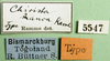 CollectionObject 1501345; 42af98e7-7c4a-43a6-bb3d-e3223d176b1b: labels (syntype of Gymnobothrus manca). (CollectionObject).