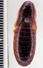 Colapteroblatta apatela (Hebard, 1919): Photo by Heidi Hopkins. dorsal habitus. (Otu).
