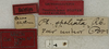 CollectionObject 1535164; a0454b74-f698-4a29-b6ec-c815a762d5e2: labels (lectotype). (CollectionObject).