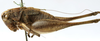 CollectionObject 1539767; cf7865f3-895f-4d78-99e4-136bb8391798: male, lateral view (holotype of Metrioptera minuta). (CollectionObject).