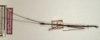 CollectionObject 1558106; NMW 784, bccb79e8-f64e-4c56-b362-a1d611afa0bc: copyright NMW, Vienna. male (syntype). (CollectionObject).