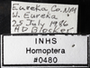 Other on Athysanella (Athysanella) strobila Blocker, 1988: Labels - Female. (Observation).