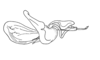 Balachowskyacris cerciata Descamps & Amédégnato, 1972: Fig. 147. phallic complex, epiphallus and ectophallus membrane removed, lateral view. (Otu).