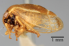 Habitus, lateral view on Cyrtolobus flavolatus Woodruff, 1924: (Observation).