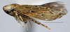 Habitus, lateral view: (Observation).