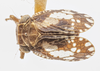 Habitus, dorsal view on Dictyssa monroviana Doering, 1938: (Observation).