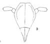 Head: (Observation).