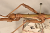 CollectionObject 1559795; 6ee93ef6-2dad-49c4-9663-219a1fa4b6b4: copyright OUMNH. male: head & thorax, lateral view of Phasma (Acanthoderus) lacertinum (holotype). (CollectionObject).