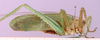 CollectionObject 1530754; 916ec881-3c56-481d-afe4-3f808b6ca382: male, lateral view. (CollectionObject).