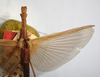 CollectionObject 1561921; 8e12df9e-a411-4f17-b7fd-73eccb54cee1: copyright NZSI, Calcutta. female wings (holotype). (CollectionObject).