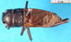CollectionObject 1502524; c6b0d2cd-d070-4844-8053-818743fcc54f: male, dorsal view (lectotype). (CollectionObject).