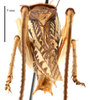 male, caudal view (holotype of Gampsocleis kaszabi Bazyluk, 1972). Depicts CollectionObject 1475895; ea9dd328-6dbe-4dd2-b535-d6a8eeecc279, a CollectionObject.