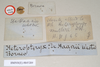 CollectionObject 1558863; NHMUK(SF IMPORT DUPLICATE) 845209, e263b155-b331-4145-9ff8-582cdac82582: copyright Natural History Museum, London. female, data labels of Heteropteryx dehaanii (holotype). (CollectionObject).