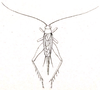 Amusurgus (Amusurgus) fulvus Brunner von Wattenwyl, 1893: Pl. VI, Fig. 78. male (body length 7 mm, tegmina 5.5 mm). (Otu).
