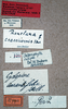 CollectionObject 1534529; 4e083f46-6822-4730-acca-dc3d4a0a1dfd: labels (syntype of Roxelana rufipes). (CollectionObject).