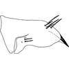 Pygofer, lateral view on Bonaspeia rosea (Naudé, 1926): Pygofer, lateral view. (Observation).