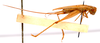 CollectionObject 2628029; CNMS 5524, CNMS 5524, 444a6dc2-be13-4bb4-9daa-b207b19d3994: lateral view. female (allotype). (CollectionObject).