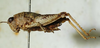 CollectionObject 1521307; 7d104978-a72e-495a-b745-e37b6b84d1ed: female, lateral view (paratype). (CollectionObject).