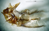 CollectionObject 1503515; 35bfde83-e713-43d5-8f69-6c0be959e22e: phallus, apical view (holotype). (CollectionObject).