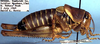 Idiostatus bechteli Rentz, 1973: male (paratype). (Otu).