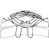 Abdomen, sternal apodemes, ventral view on Dialecticopteryx (Akotettix) centromaculata (Ramakrishnan & Menon, 1972): Sternal apodemes. (Observation).