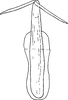 Aedeagus, ventral view: !! display not done !! on Macrosteles sardus Ribaut, 1948: Aedeagus, ventral view. (Observation).