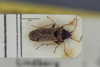 Elasmolomus unimaculatus Scudder, 1967: Elasmolomus unimaculatus. Paratype-dorsal habitus. (BMNH) - (CC BY-NC 4.0) Photo by Stuart Cole, reproduced with permission from the Natural History Museum, London, UK. (Otu).