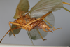 CollectionObject 1505875; f5f0bdb1-f77b-4cc5-8c36-d8d7c727e2a1: male, lateral view (syntype). (CollectionObject).