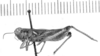 Dichroplus vittatus Bruner, 1900: male, lateral view. (Otu).