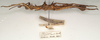 CollectionObject 1557124; bd009287-fdde-49c0-ac43-906b5fea7f5f: copyright St. Petersburg. Obrimus asperrimus male, lateral view (syntype). (CollectionObject).;CollectionObject 1557125; 58a4cce3-af5c-4c59-bcba-c0a350b1f359: copyright St. Petersburg. Obrimus asperrimus male, lateral view (syntype). (CollectionObject).