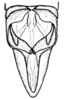 Conometopus cristaticollis Blanchard, 1851: Fig. 24. male abdomen tip, dorsal view. (Otu).
