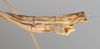 CollectionObject 1560985; NMW 226, 1ec49464-862b-4145-aa17-cef04c0d51bd: copyright NMW, Vienna. male: end of abdomen, lateral view Perliodes nigrogranulosus (syntype). (CollectionObject).