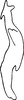 Stylus on Diomma (Diomma) ilsae (Jacobi, 1941): Stylus. (Observation).