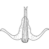 Aedeagus, ventral view: Aedeagus, ventral view. (Observation).