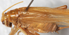 CollectionObject 1533029; NMW 20.279, 7d8b5655-777f-4f89-8c57-8ad927bf5e22: female, dorso-lateral view (allotype). (CollectionObject).