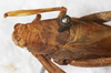 CollectionObject 1532180; b0376eab-055e-4de7-848e-abd7d9c38887: male, dorsal view (holotype). (CollectionObject).