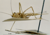 CollectionObject 1567103; 657b3606-827f-4fa3-b096-87b8013fa52e: female, ventral view (syntype). (CollectionObject).
