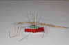 CollectionObject 1563526; 48b45ff4-81f4-4862-b8ca-319da5cb05fc: copyright ZMHB, Berlin. female, lateral view (syntype). (CollectionObject).