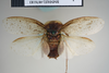 CollectionObject 1552855; NHMUK(SF IMPORT DUPLICATE) BMNH(E) 876183, abce056e-d5df-4eae-9e83-b0d5b664146b: Copyright NHM, London. Holotype male of synonym Polyphaga thibetana, dorsal view. (CollectionObject).