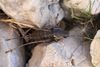 Pholidoptera dalmatica dalmatica (Krauss, 1879): female in dorsal view (from Croatia, Pag Isl.). (Otu).