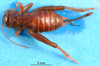 Modicogryllus (Modicogryllus) pseudocyprius Gorochov, 1996: female, dorsal view (paratype). (Otu).