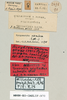 CollectionObject 1540708; 6079f71d-31aa-4742-bba9-75394cc9b710: female, labels (neotype). (CollectionObject).